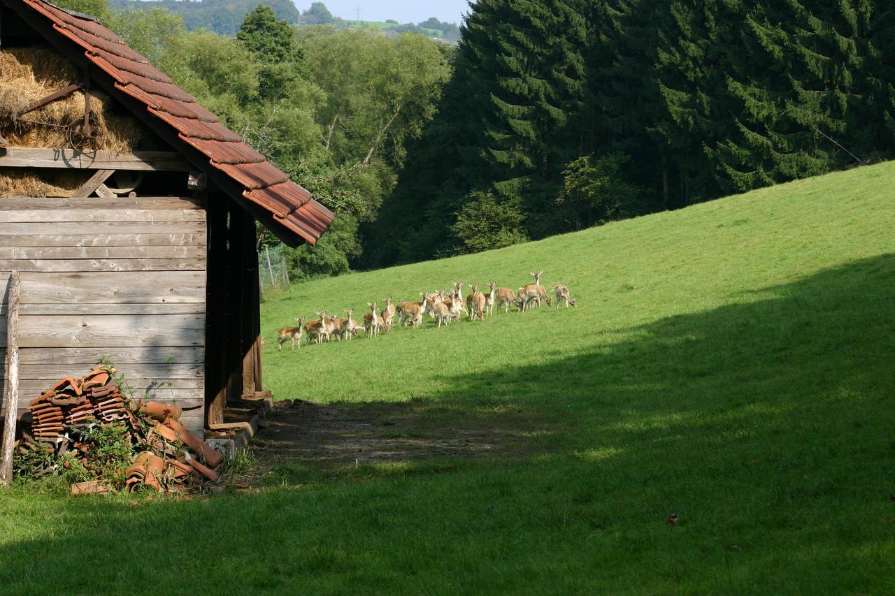 Inn Landgasthof "Zur Gemutlichkeit" Mombris Zewnętrze zdjęcie